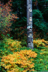 Native Alaskan Totem Pole near Auke Recreational Area surrounded by beautiful fall foliage.