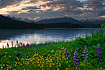 Beautiful lupine, buttercup flowers and sunrise from Point Louisa at 4:30AM, looking towards Auke Bay and Thunder Mountain.