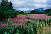 Summer Fireweed in Brotherhood Park, located in the Mendenhall Valley, with the Mendenhall Glacier in the background.