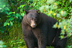 Adult male black bear checking me out.