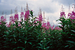 The third in a series of fireweed images taken during the summer of 2006.