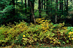 Bright autumn foliage in the Tongass National Rainforest creates a striking contrast with the darker background.