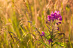 The first in a series of 3 fireweed images taken in the summer of 2006.