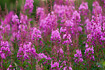 The second in a series of 3 fireweed images taken in the summer of 2006.
