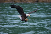Bald Eagle swooping in for a meal.