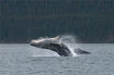 Humpback Whale Calf breaching from the waters of Favorite Channel in Southeast Alaska.  Taken on 5/26/2007.