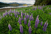 The annual bloom of Lupine on Point Louisa draws me to this particular place every June.  Looking east towards Auke Bay and the Coast Mountains.  Taken on 6/8/2007.