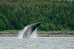 A Humpback Whale breaches from the waters of Lynn Canal near Point Retreat Lighthouse.