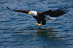 Adult Bald Eagle swooping in for a meal.  Taken with a 400mm telephoto lens on a bright, sunny day.