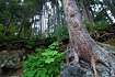 Huge Sitka Spruce (the Alaska State Tree) precariously perched on top of a boulder, with roots extending to the ground below. Taken up close and personal with a wide angle lens to include the surrounding foliage and other trees.