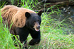 An adult black bear with unique cinnamon coloring takes a stroll down the side of a stream looking for fish to eat.  Taken 8/10/2007.