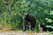 A mother black bear surveys the scene before taking her two cubs (the other one is out of sight) down to a stream to fish.