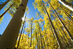 A beautiful stand of Aspen trees near Guanella Pass glows in the afternoon sunshine.