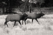 Two massive Bull Elk cruise through a high alpine meadow in Rocky Mountain National Park looking to defend their herds of Cow Elk against other males.