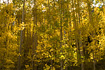 A close up shot reveals the intricate patterns and bathing golden light displayed by a dense stand of backlit aspen trees.