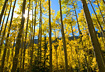 With so many photos to choose from on my visit to Guanella Pass near Georgetown, Colorado, I chose one more backlit shot taken in one of many beatiful stands of aspen trees I encountered that day.